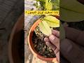 اسرع علاج لإصفرار اوراق الليمون