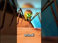 Did you know only female mosquitoes bite humans? #animals #facts #interesting #wildlife #randomfacts