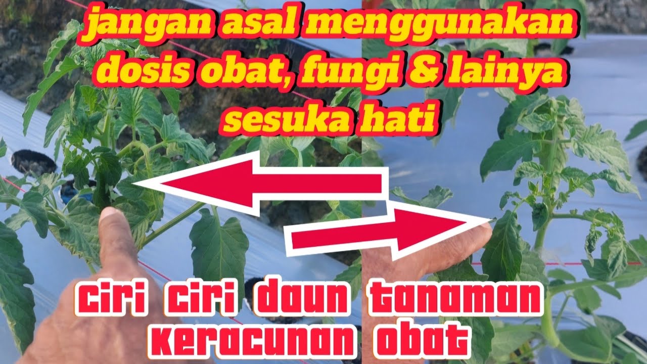 Ciri ciri daun tanaman kelebihan dosis obat