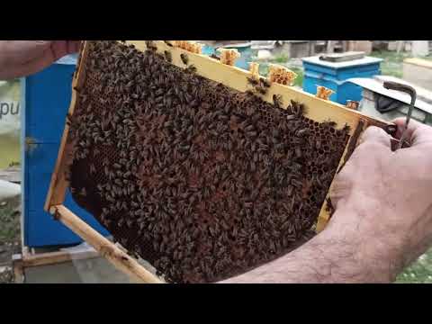 Video: Bal Arıları Üçün Otlar - Arı Dostu Ot Bağının Yaradılması