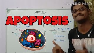 Apoptosis | End of cell | Programmed Cell Death | ThiNK BIOLOGY | tnkumaresan | ThiNK VISION