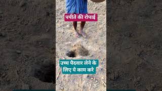 papita ki ropai vnr ameena varity #organicfarming #farming #shortvideo #villagelife #kheti #papita