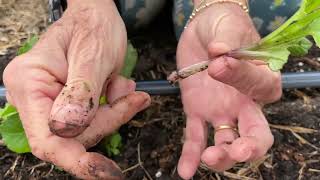 184. Reducing the Number of Shoots Produced by a Planted Tuber.