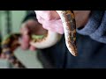 Zoo To You Episode 12: Kenyan Sand Boa