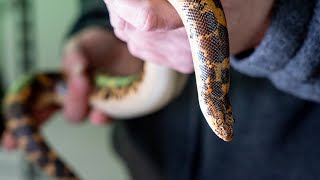 Zoo To You Episode 12: Kenyan Sand Boa