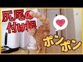【解説】気持ち良い理由、効果、怒る、嫌がることもある！猫の尻尾の付け根やお尻をトントン叩くと良いヒミツとは！