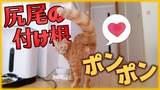 【解説】気持ち良い理由、効果、怒る、嫌がることもある！猫の尻尾の付け根やお尻をトントン叩くと良いヒミツとは！