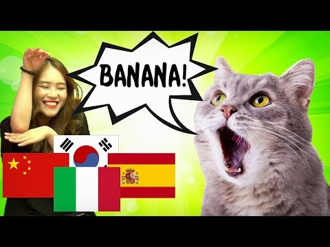 Video: I versi degli animali sono diversi nelle diverse lingue?