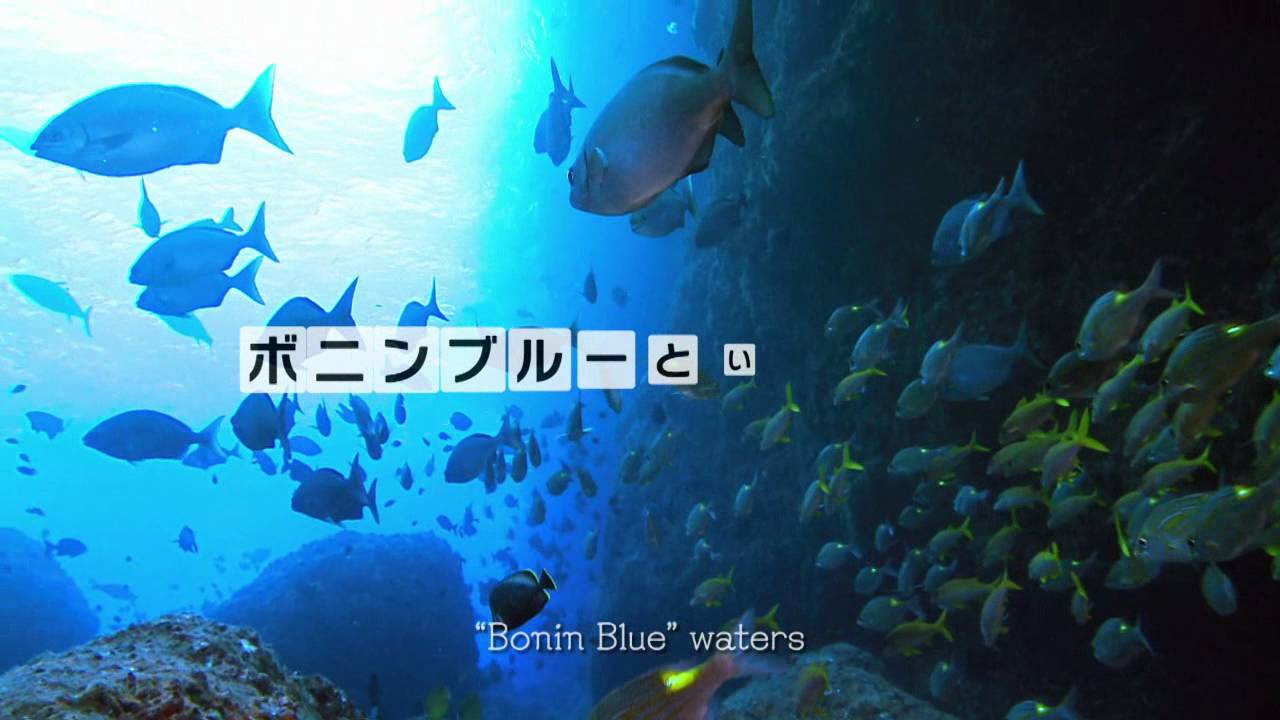 癒しの海 沖縄 タヒチなどの動画 画像 海の魅力 癒しツアー