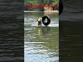 PINE CREEK FAIL Part 2 #fail #fishing #wading #shorts #fishingfails