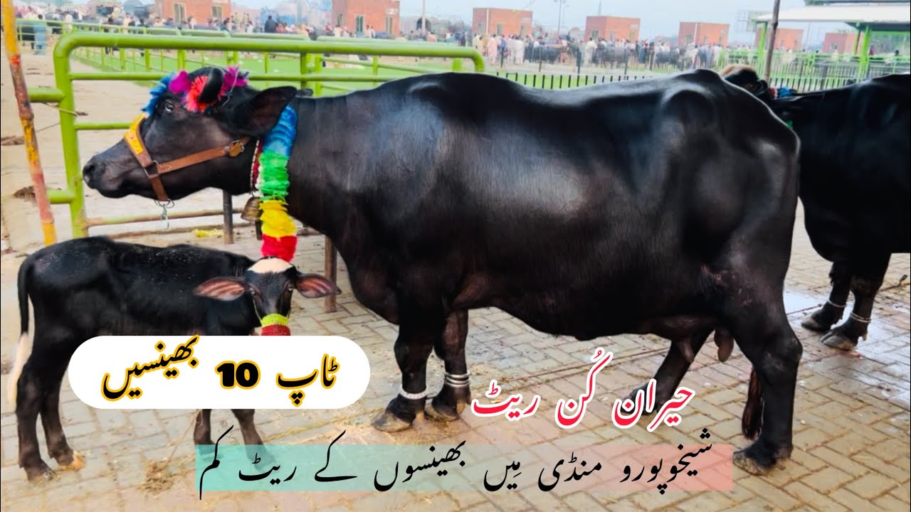 sheikhupura hafta mandi top 10 bheenso ka shoq kreen ❤️