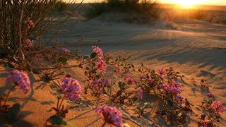 Burn the Sun - Desert Flowers