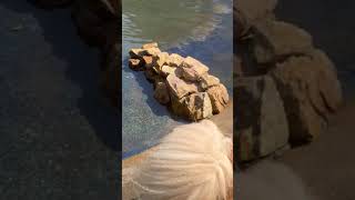 ランバードッグフィールド②