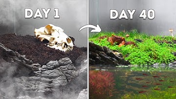 Simulating an Island for 40 Days