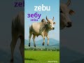 Farm & Exotic Animals 🐑 | Do you know “овца”?