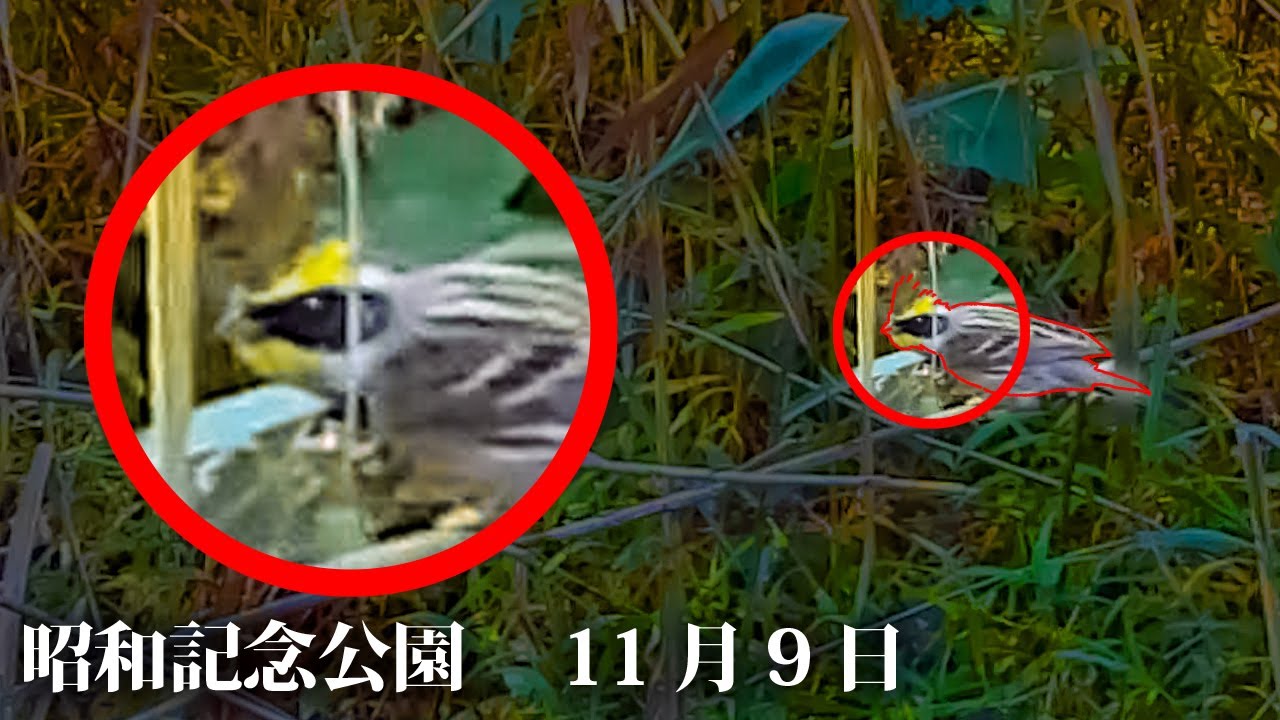 猛禽類の捕食 スズメが食べられる ハヤブサ科チョウゲンボウ Kestrel Falco Tinnunculus 閲覧注意 コンデジ野鳥撮影 Youtube