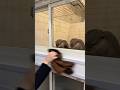 お掃除に興味津々なカワウソ #shorts