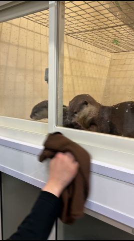 お掃除に興味津々なカワウソ #shorts