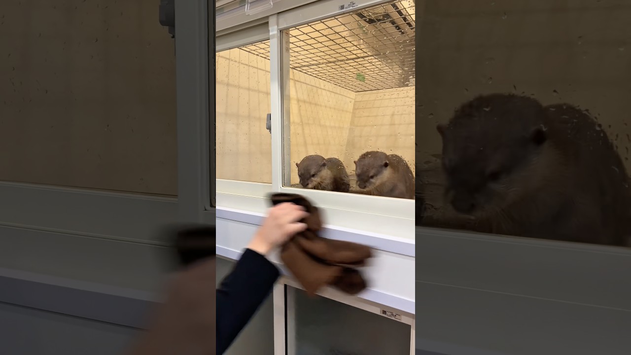 お掃除に興味津々なカワウソ #shorts