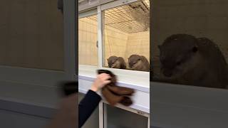 お掃除に興味津々なカワウソ #shorts
