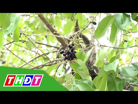 Video Độc đáo vườn kiểng từ cây ăn trái ở Tiền Giang | THDT - youtube