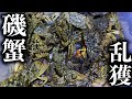 磯にいるカニを大量捕獲して食べる