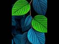 Leaf Color Change in Photoshop 🍃🎨 | Easy Color Replace #Shorts