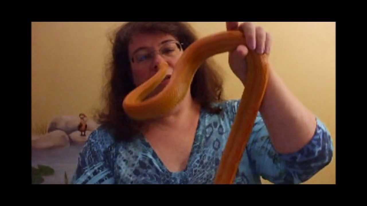 sweet potato Update of Ribbon & New Corn Snake!