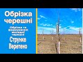 Обрізка черешні. Обрізка та формування молодої черешні. Система струнке веретено, підщепа ВСЛ-2.