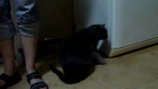 DSCF6532.AVI