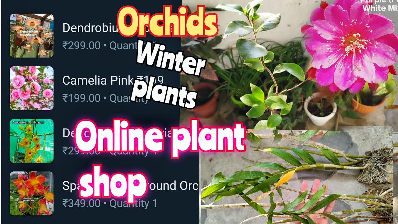 Online plant shop winterflowers orchid plants YouTube