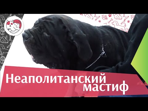 Неаполитанский мастиф на ilikepet. Особенности породы, уход