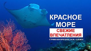 [СТРИМ] Красное море: 30-метровый прозрак и крупные рыбы.