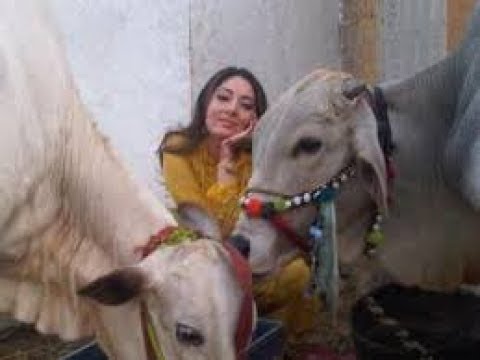 Funny Qurbani video Song 