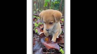 cute dog in 3 bgm