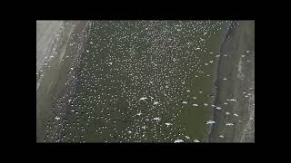 Saskatchewan Bird Migration 2024