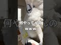 オウムを褒めまくってみると反応が過剰すぎるw #shorts
