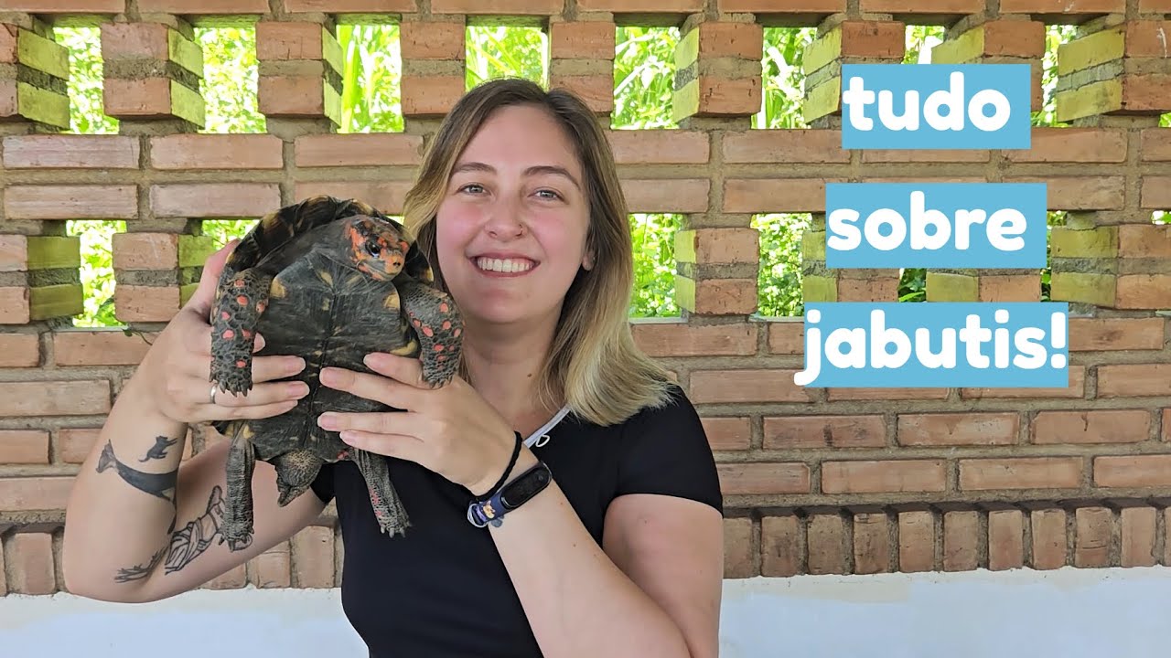 GUIA COMPLETO SOBRE JABUTIS!