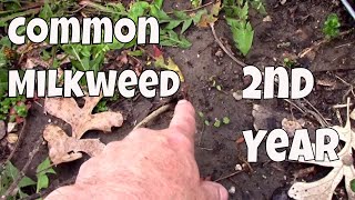 Common Milkweed Monarch Project. 2nd Year of Growth.
