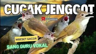 VIRAL !! MASTERAN CUCAK JENGGOT GACOR SUPER MEWAH