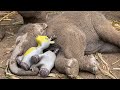 Cute Baby Elephant Has the Sweetest Nap With Its Favorite Toy 😍