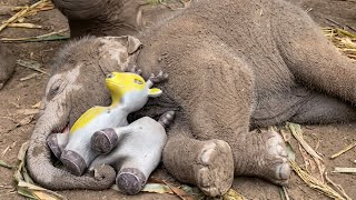 Cute Baby Elephant Has the Sweetest Nap With Its Favorite Toy 😍