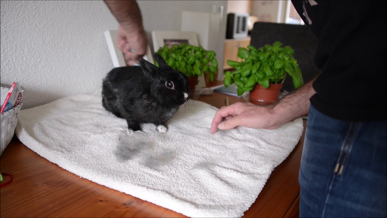 video phone lyrics Konijntje Orry bij de haarstylist