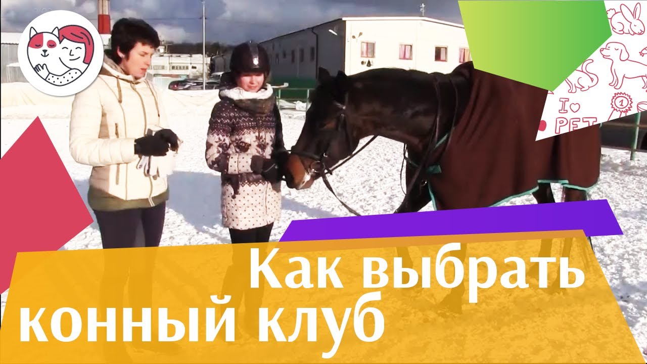 питомцы кукол лол Первый визит на конюшню на ilikePet