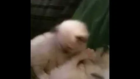 Video 11426871: birman kittens, kitten cuddles