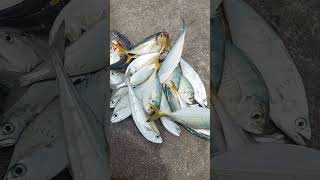 casting pinggiran umpan micro jig poin ikan selar ekor kuning