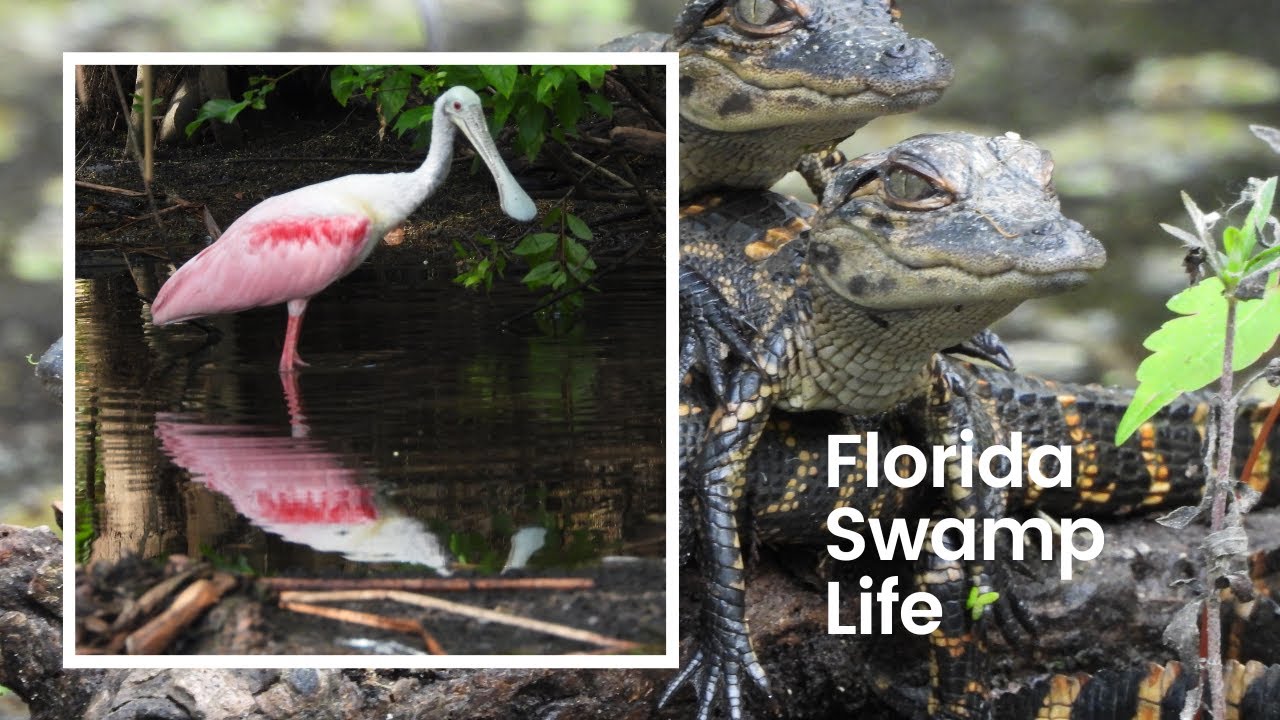 Florida Swamp Life