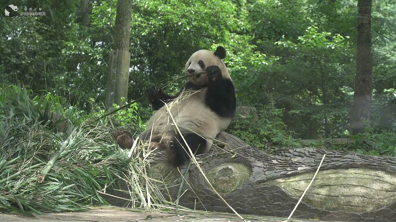 At nine years old, Xiang Xiang has shed her childish ways