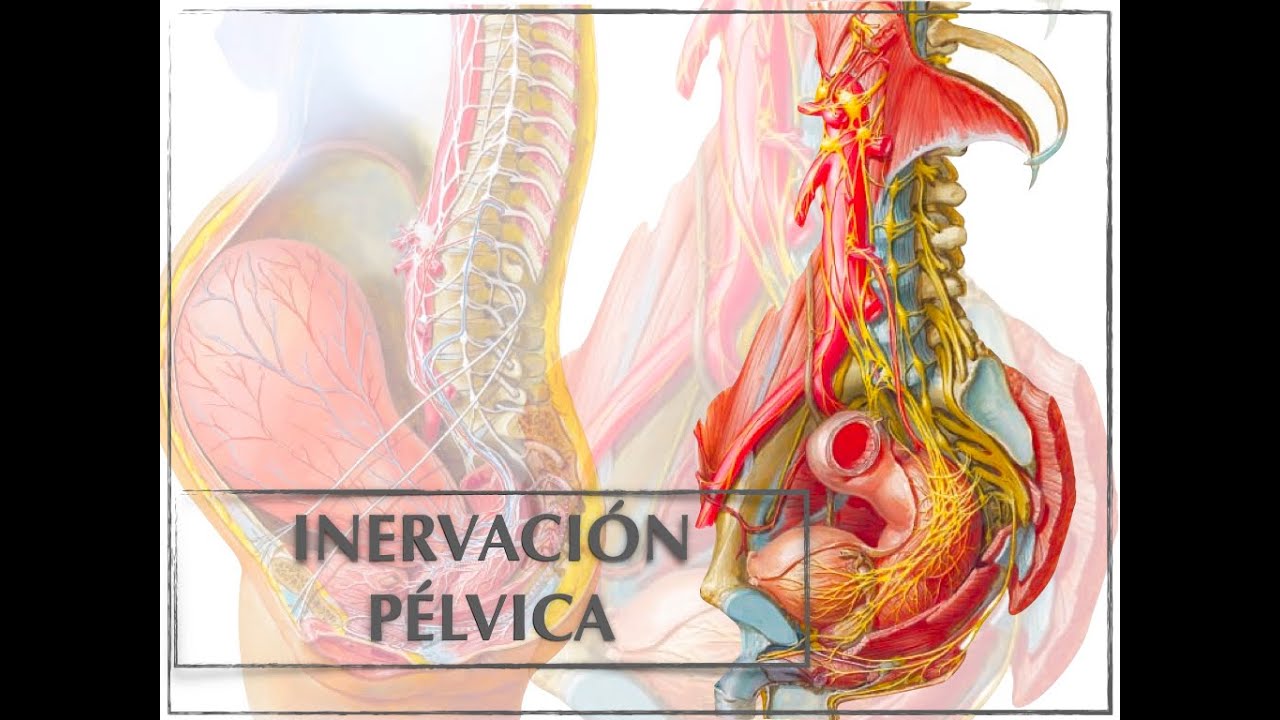 INERVACIÓN PÉLVICA Y PLEXO SACRO