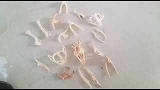 Frog bones or skeleton in zoology lab 🐬🐬